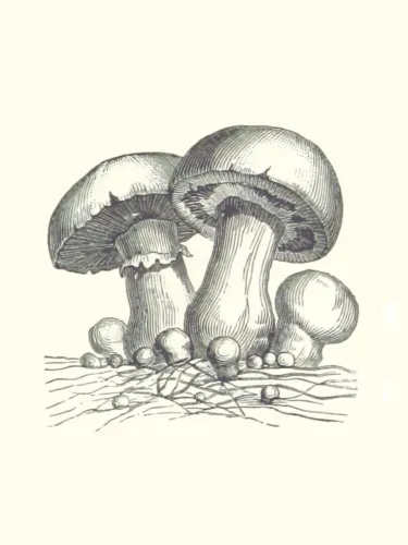 Portada de Acephalus