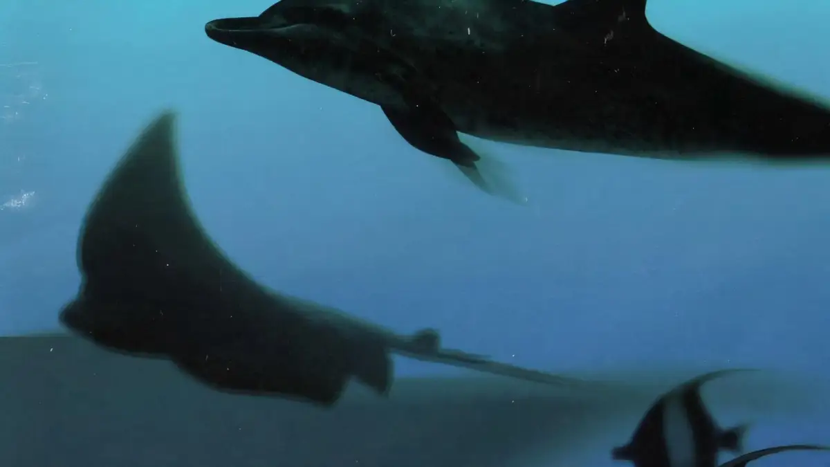 Aquanaut’s Holiday