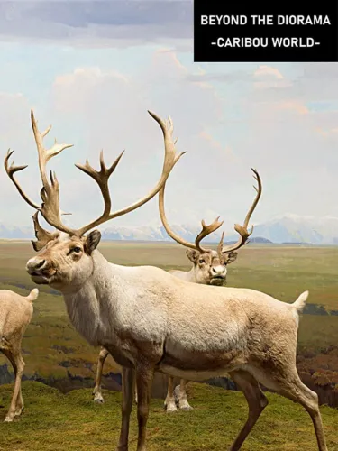 Portada de Beyond the Diorama: Caribou World