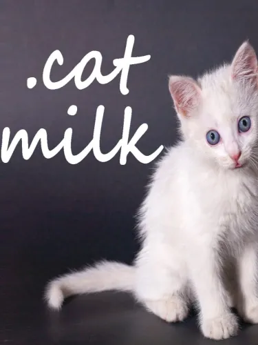 Portada de Cat Milk