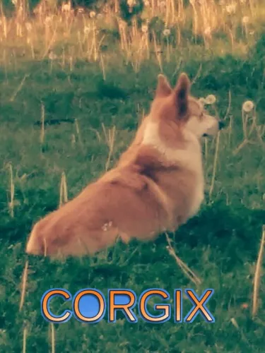 Portada de Corgix