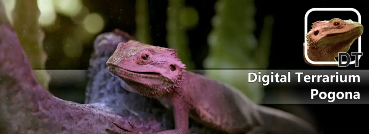 Portada de Digital Terrarium: Pogona Virtual Pet