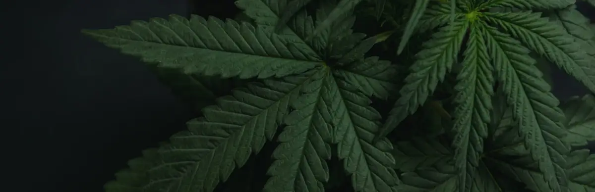 Drug Dealer Simulator