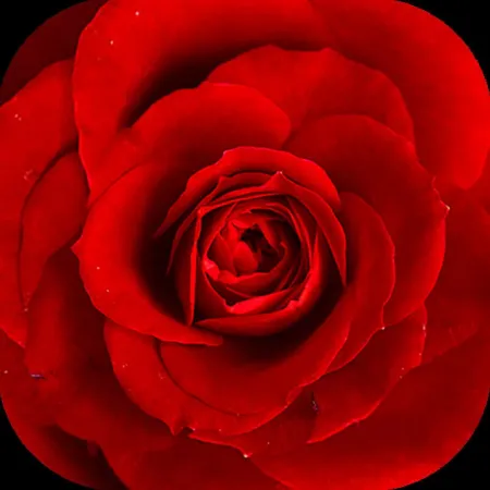 Portada de Floristry