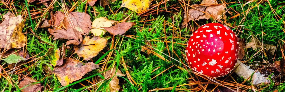 Gnome: Jigsaw Puzzles