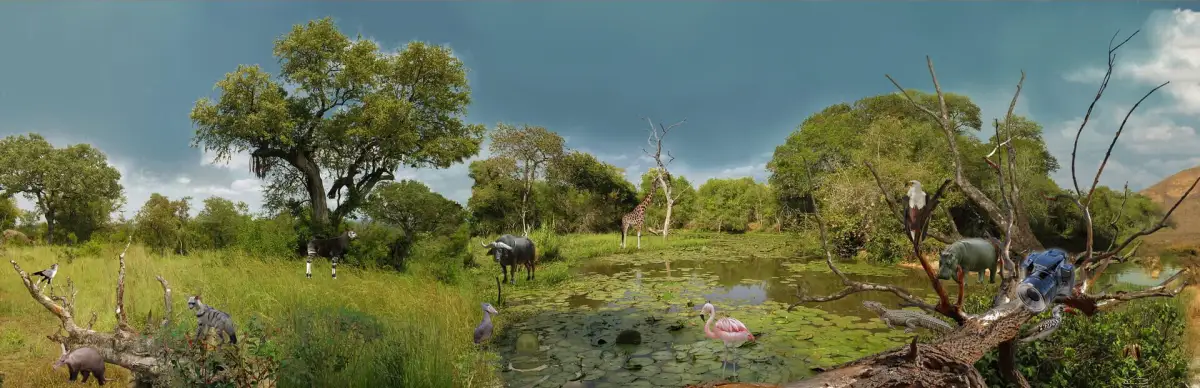 Hidden Animals: Photo Hunt