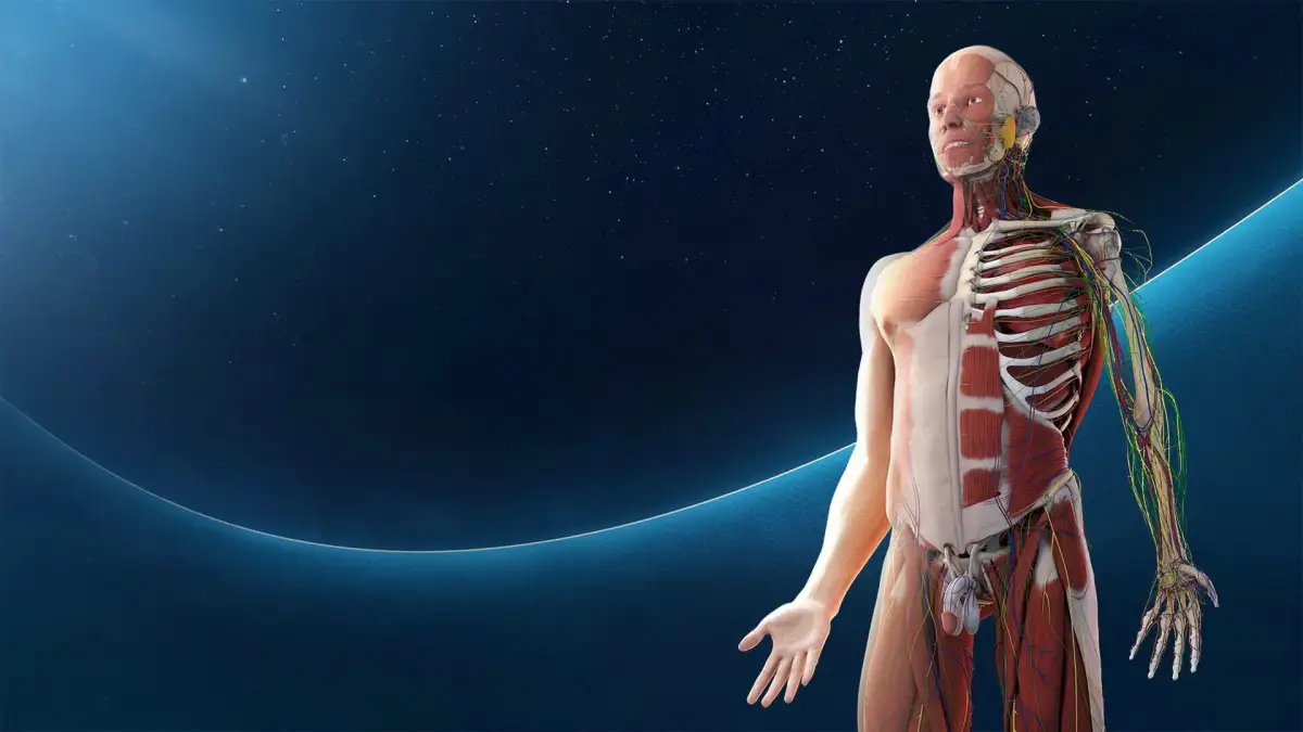 Human Anatomy VR