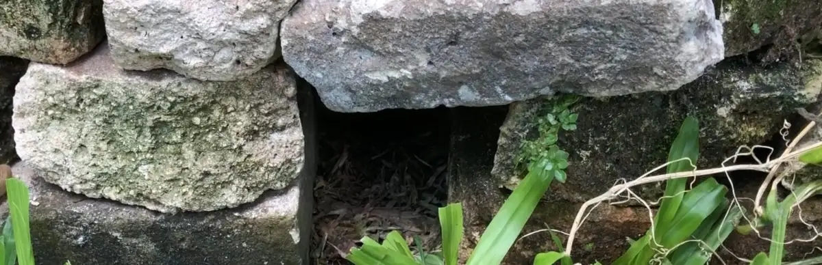 Hyper Treasure: The Legend of Macaron