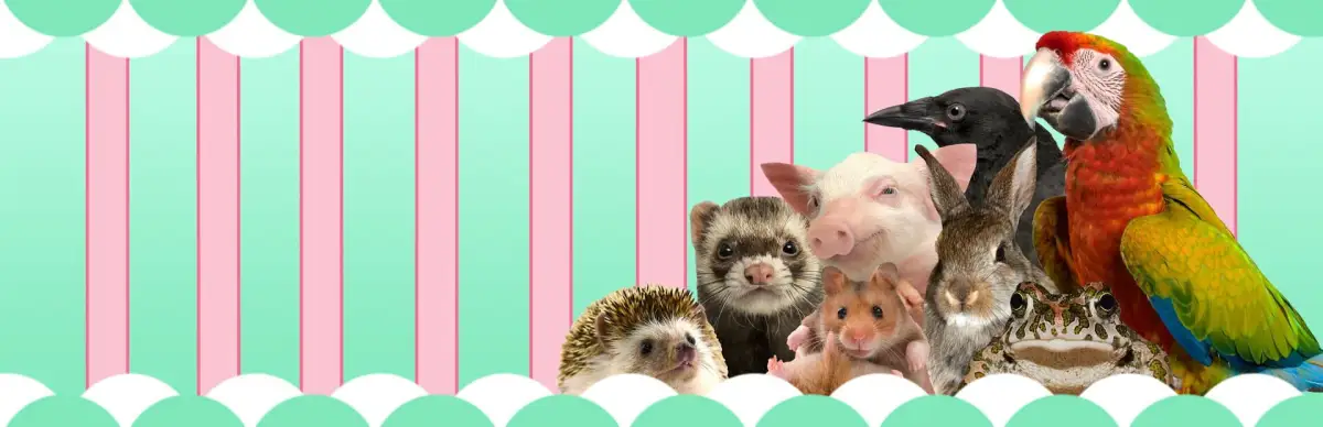 I Love Finding Critters