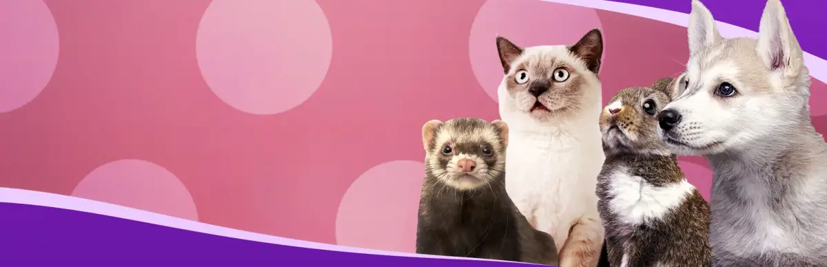 I Love Finding Furbabies