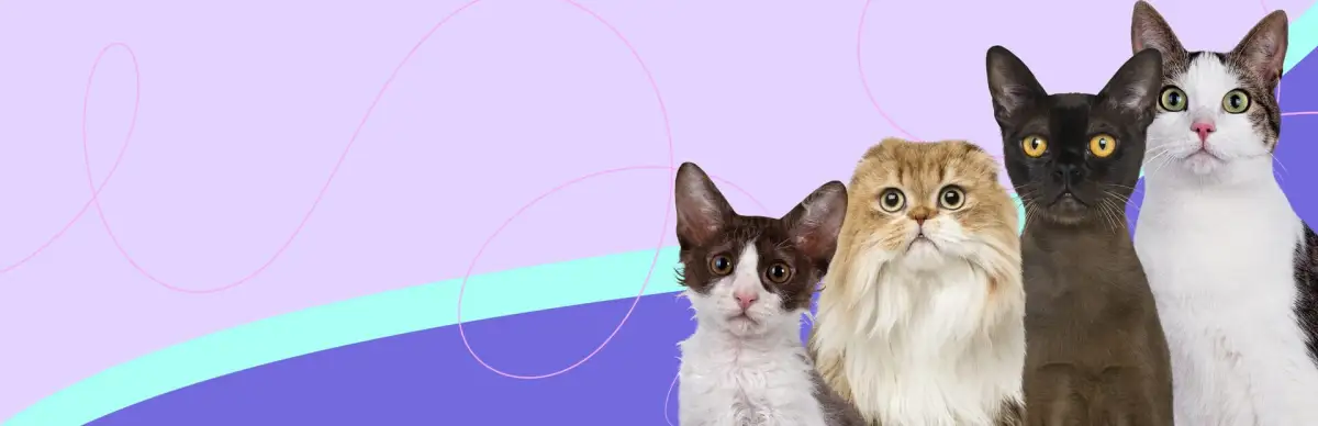 I Love Finding More Cats