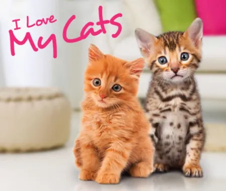 Portada de I Love my Cats