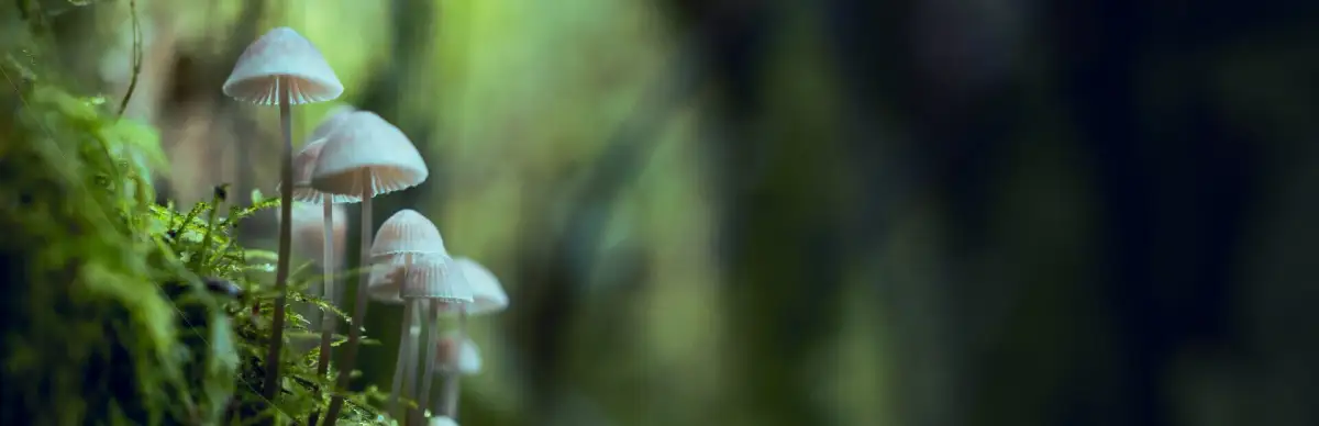 Mushroom Collector Simulator