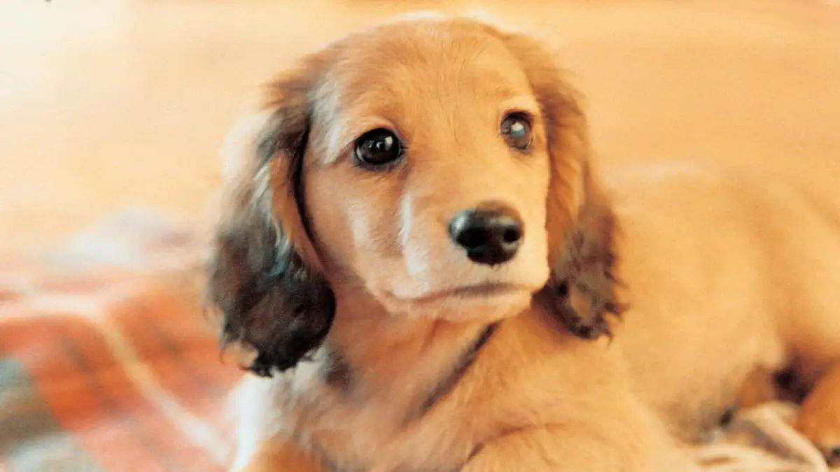 Nintendogs: Dachshund & Friends