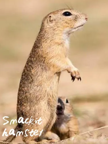 Portada de Smackit Hamster