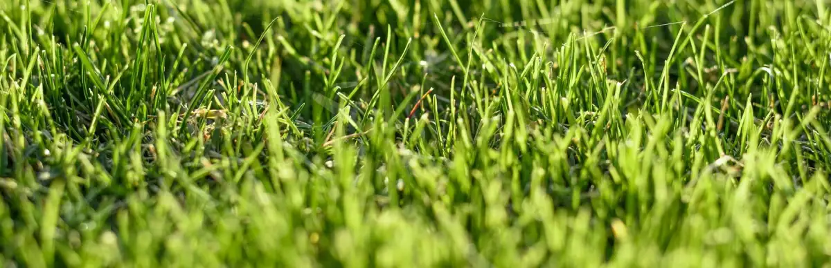 Sports Betting Simulator