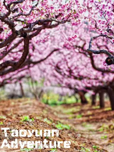 Portada de Taoyuan Adventure