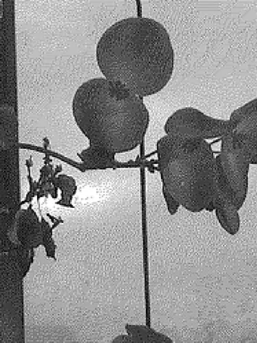 Portada de The Sleeping Light