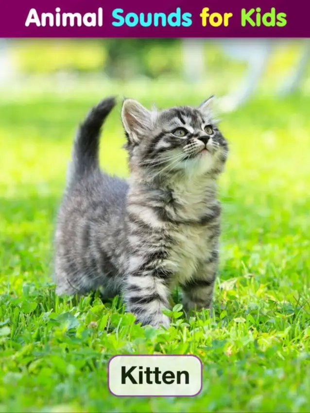 Toddler Flashcards HD: Baby Learning Games & Apps